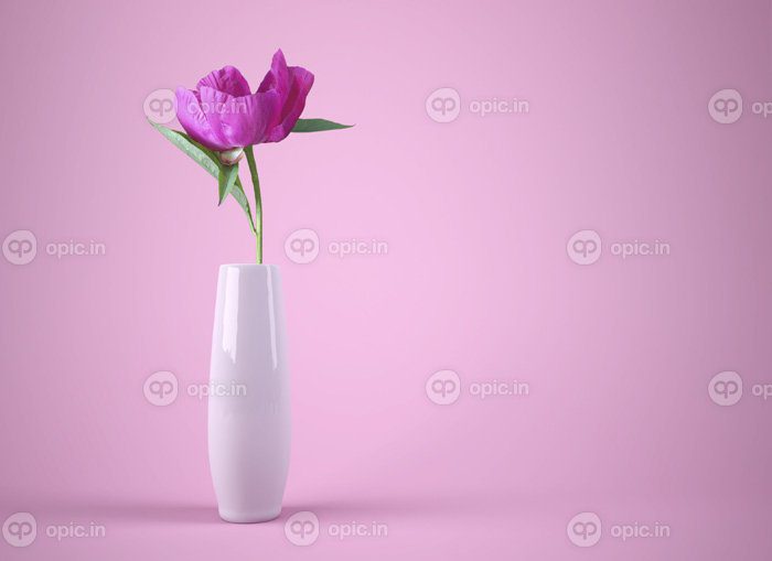 دانلود عکس گل های زیبا پس زمینه و فضای کپی