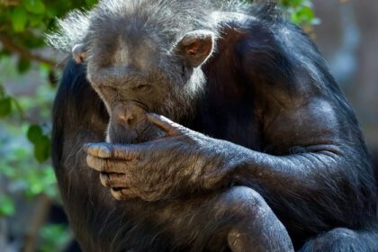 دانلود عکس شامپانزه نشسته در باغ وحش