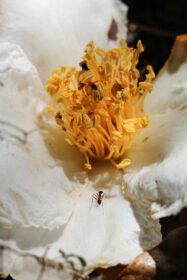 دانلود عکس فوکوس نزدیک روی گرده های نارنجی روی گل گلبرگ سفید با مورچه
