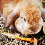 دانلود قایق بادبانی