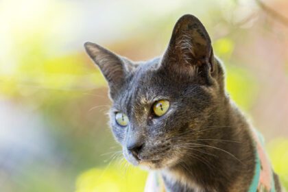 دانلود عکس از نزدیک گربه زیبا با چشمان آبی زیبا حیوانات خانگی محبوب