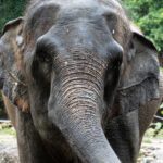 دانلود عکس اکشن و حرکت ماهی مبارز تایلندی در پس زمینه سیاه