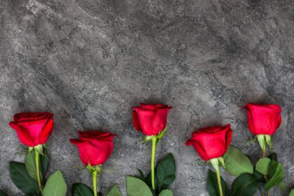 دانلود عکس گل رز قرمز تازه و زیبا در پس زمینه خاکستری