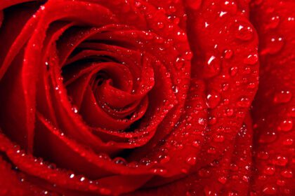 دانلود عکس پس زمینه تبریک گل رز قرمز زیبا از st