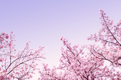 دانلود عکس گل زیبای بهاری شکوفه های گیلاس گل ساکورا با