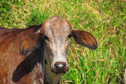 دانلود عکس از نزدیک چرای گاو در مزرعه سبز در منطقه مزرعه