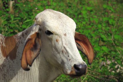 دانلود عکس از نزدیک گاو سفید در حال چرا در مزرعه سبز در منطقه مزرعه