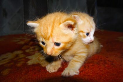 دانلود عکس نزدیک از بچه گربه زنجبیلی دو بچه گربه زنجبیلی زیبا