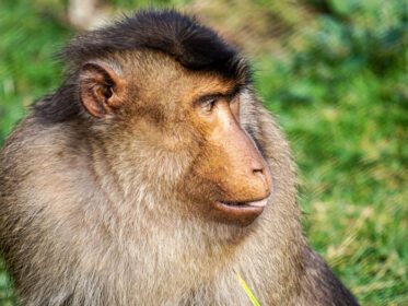 دانلود عکس کلوزآپ از یک میمون روی چمن در طول روز
