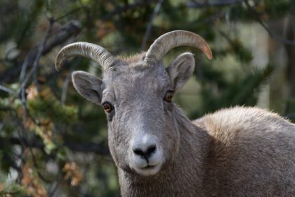دانلود عکس گوسفند بیهورن کوه سنگی کلرادو