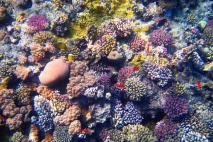 دانلود عکس صخره مرجانی رنگارنگ