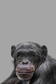 دانلود صفحه جلد عکس با پرتره شامپانزه خندان شاد
