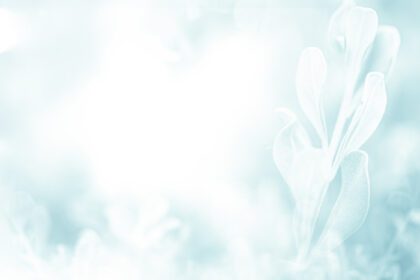 دانلود عکس آبی سبز زیبا پس زمینه شاخه شکوفه گل بهاری با فضای کپی رایگان برای کارت پستال یا صفحه جلد قالب وب بنر و هدر