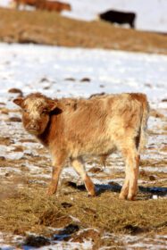 دانلود عکس گاو در زمستان کانادا