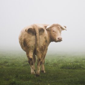 دانلود عکس گاو در مزرعه در باران