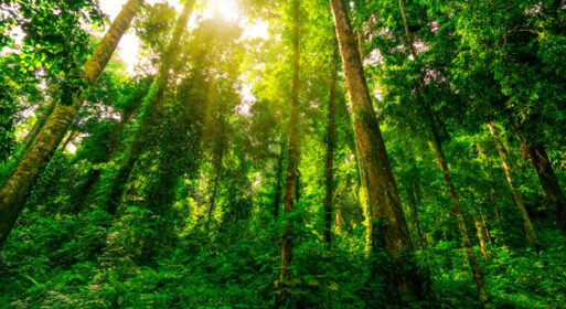 دانلود عکس نمای پایین درخت سبز در جنگل استوایی با آفتاب