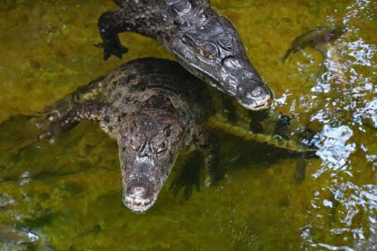 دانلود عکس تمساح در آب کیمن تمساح سایز کوچک