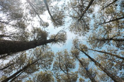 دانلود عکس نمای پایین مناظر جنگل کاج با آسمان آبی
