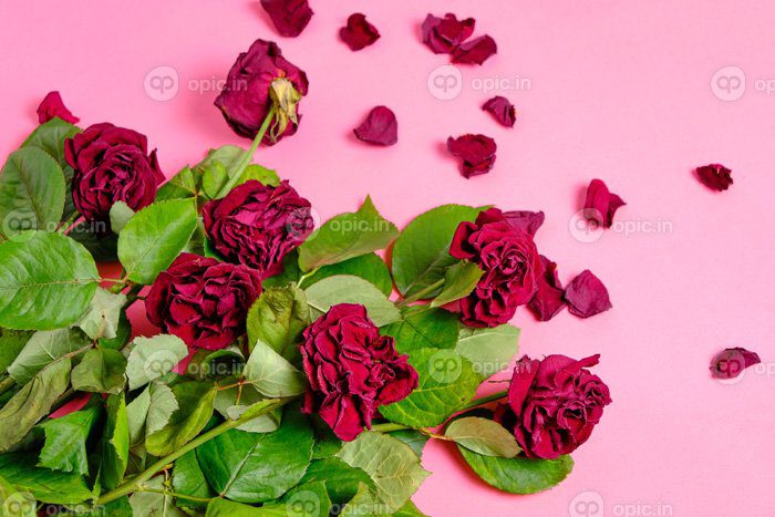 دانلود دسته گل رز قرمز پژمرده در پس زمینه صورتی