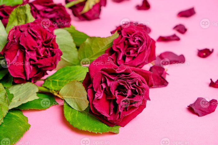 دانلود دسته گل رز قرمز پژمرده در پس زمینه صورتی