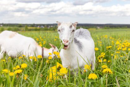 دانلود عکس بامزه و زیبای بز در مزرعه حیوانات با محیط زیست طبیعی ارگانیک
