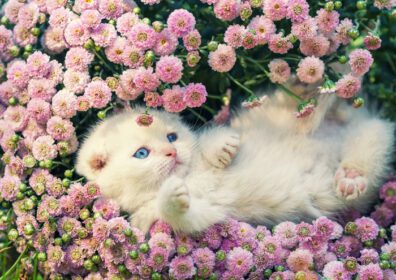 دانلود عکس بچه گربه ناز در حال استراحت در گل