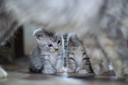 دانلود عکس گربه های کوچولوی ناز در حال بازی کردن