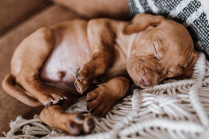 دانلود عکس توله سگ ناز ویسلا در خواب