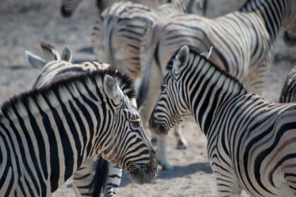 دانلود عکس گورخرهای ناز در گله حیوانات پارک ملی اتوشا نامیبیا