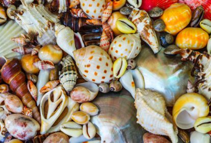 دانلود عکس حیوانات مرده و صدف دریایی خشک