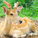 سبد خرید و پرداخت