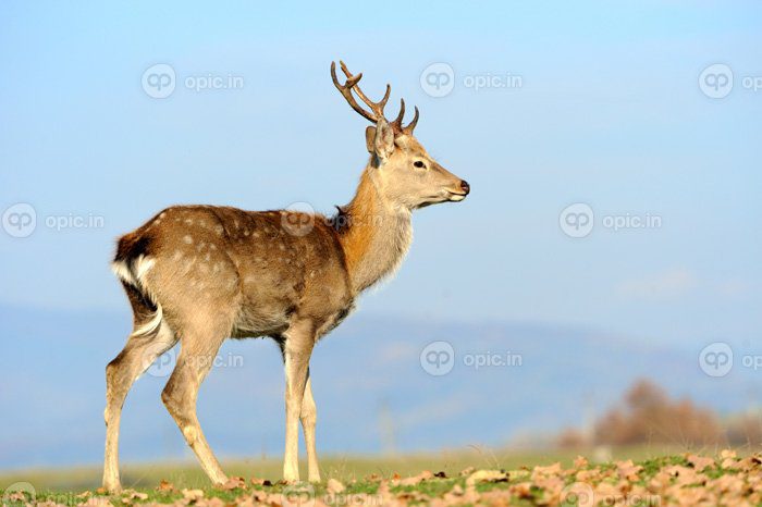 دانلود عکس گوزن