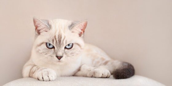 دانلود عکس گربه اسکاتلندی ناراضی دروغ می گوید با نگاه عصبانی