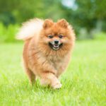 سبد خرید و پرداخت