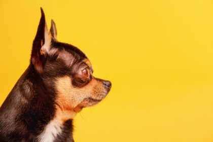 دانلود عکس نژاد سگ چیهواهوا رنگ مشکی روی یک حیوان خانگی پس زمینه زرد