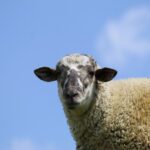 دانلود وکتور کیهان نورد مرد با کلاه ایمنی وکتور مسطح تصویر لبخند