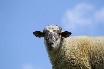 دانلود عکس گوسفند اهلی در فصل رشد برای فروش و مصرف