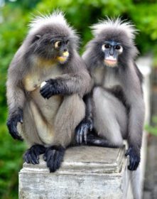 دانلود عکس میمون برگ تاریک در کائو لوم مواگ پراچوپ خیری خان تایلند
