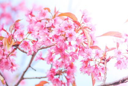 دانلود عکس شکوفه گیلاس در بهار با فوکوس نرم بدون فوکوس تار