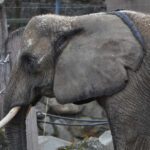 سبد خرید و پرداخت