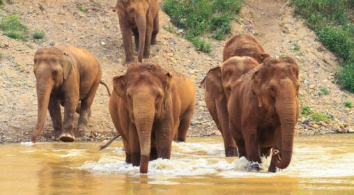دانلود عکس فیل ها در حال جستجوی علوفه در طبیعت و رودخانه های شمال