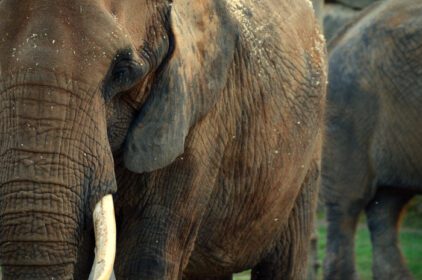 دانلود عکس فیل ها در نمای جزییات باغ وحش