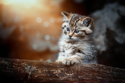 دانلود عکس گربه وحشی اروپایی felis silvestris پرتره گربه گربه گربه