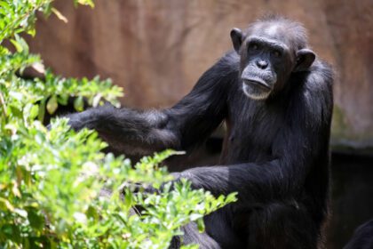 دانلود عکس fuengirola andalucia اسپانیا شامپانزه در حال استراحت در