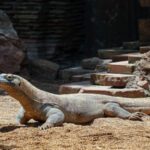 سبد خرید و پرداخت