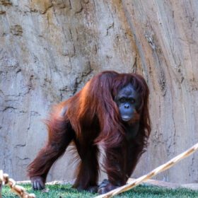 دانلود عکس fuengirola andalucia spin orangutan at bioparc