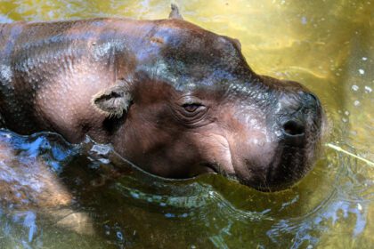 دانلود عکس fuengirola andalucia spin pygmy hippopotamus at