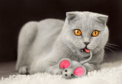 دانلود عکس گربه خاکستری خنده دار در حال بازی با اسباب بازی موش خاکستری که روی زمین خوابیده است
