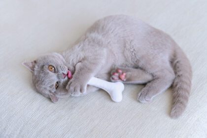 دانلود عکس بازی گربه خاکستری خنده دار با اسباب بازی استخوانی