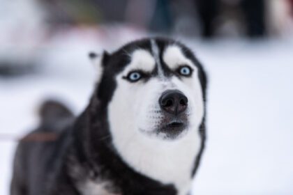 دانلود عکس پرتره سگ هاسکی خنده دار زمستانی نوع پس زمینه برفی